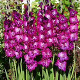 Gladiolus 'Kim'