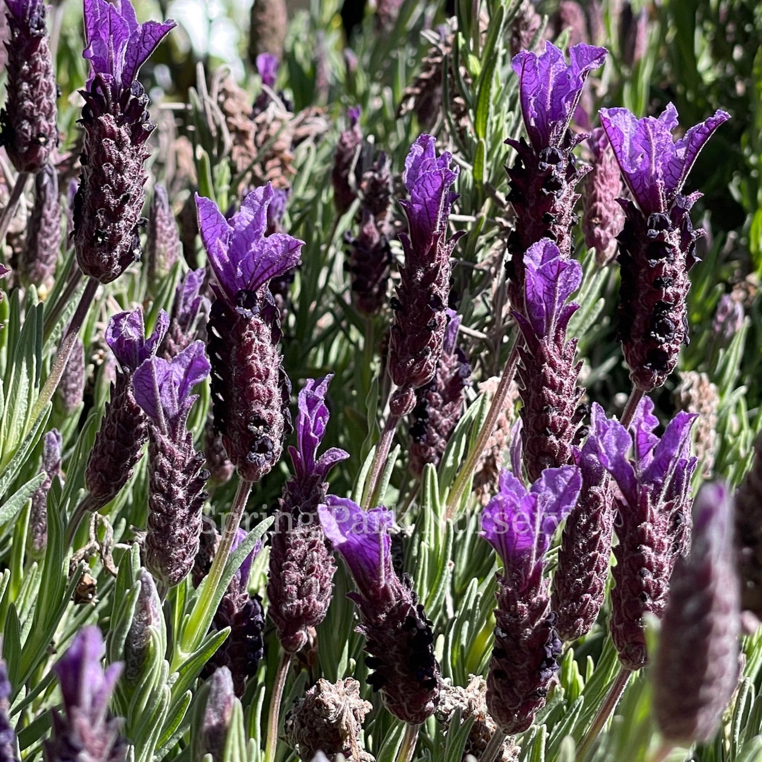 Lavandula stoechas Javelin Forte Deep Purple