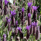 Lavandula stoechas Javelin Forte Deep Purple