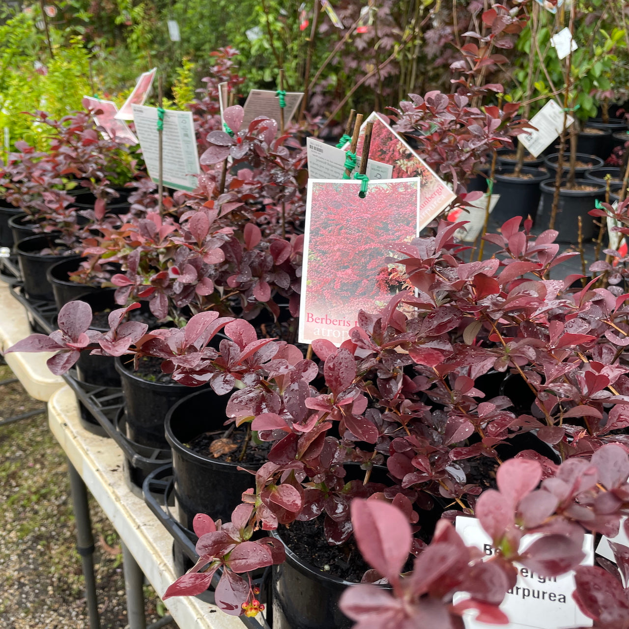 Berberis thunbergii f. atropurpurea