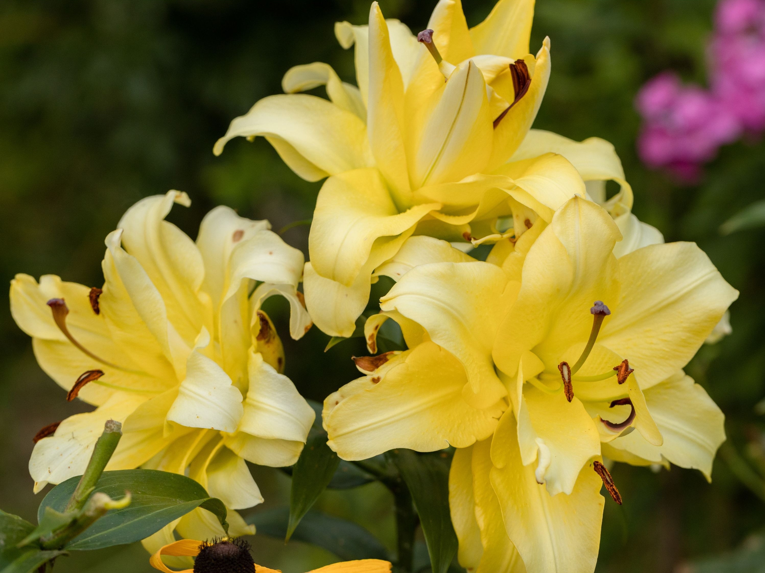 Lilium 'Exotic Sun' - LA