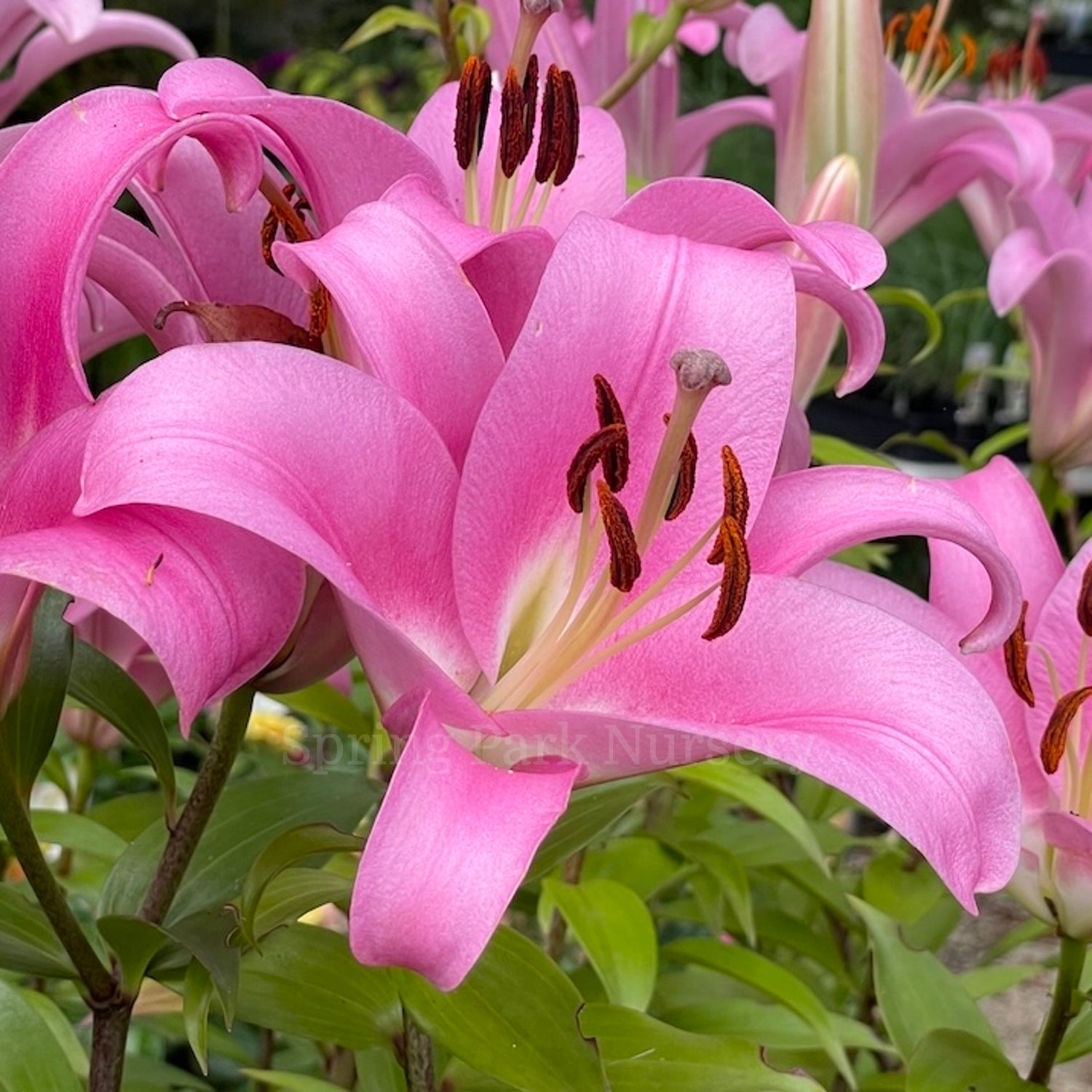 Lilium 'Pink Palace' - OT