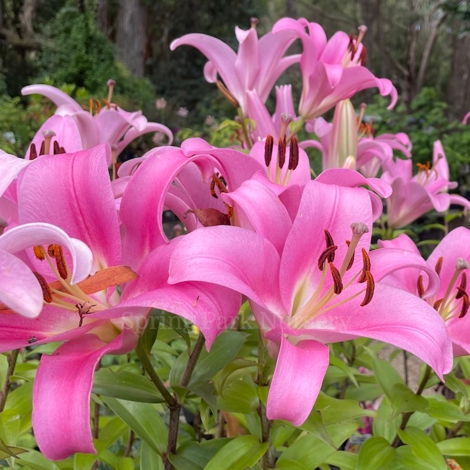 Lilium 'Pink Palace' - OT