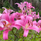 Lilium 'Pink Palace' - OT