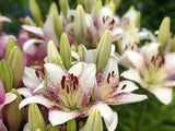Lilium 'Sweet Zanica' - LA