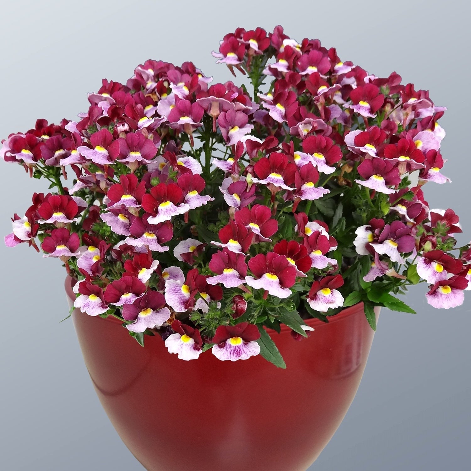 Nemesia 'Cherry Red'