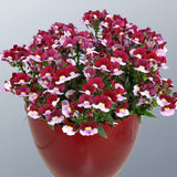 Nemesia 'Cherry Red'