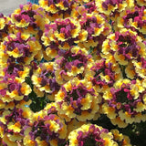 Nemesia 'Rhubarb & Custard'