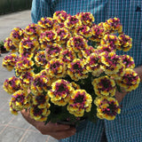 Nemesia 'Rhubarb & Custard'