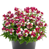 Nemesia 'Cherry Red'