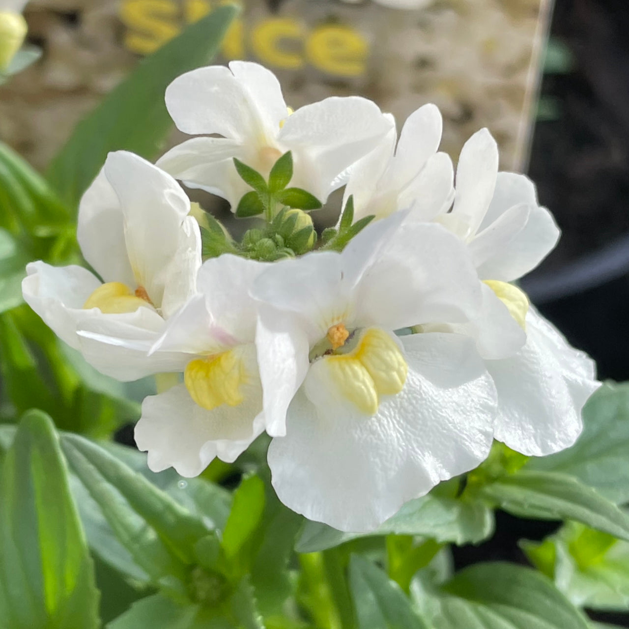Nemesia 'Vanilla Slice'