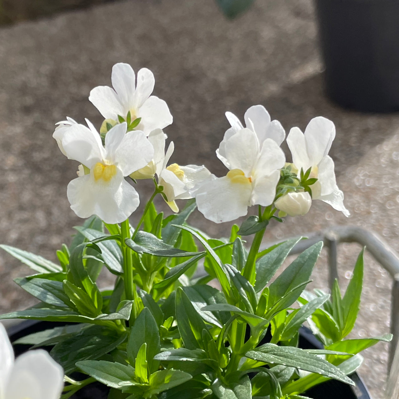 Nemesia 'Vanilla Slice'