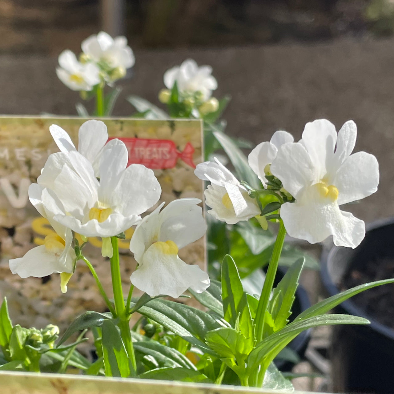 Nemesia 'Vanilla Slice'