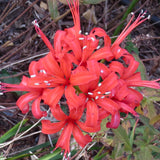 Nerine 'Fothergilli Major'