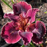 Pacific Coast Iris 'Spice Trader'