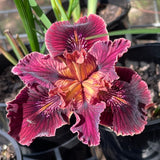 Pacific Coast Iris 'Spice Trader'