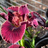 Pacific Coast Iris 'Spice Trader'