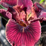 Pacific Coast Iris 'Spice Trader'