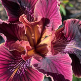 Pacific Coast Iris 'Spice Trader'