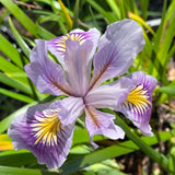 Pacific Coast Iris 'Misty Morning'