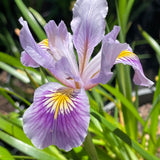 Pacific Coast Iris 'Misty Morning'