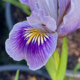 Pacific Coast Iris 'Misty Morning'