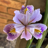 Pacific Coast Iris 'Misty Morning'