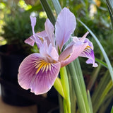 Pacific Coast Iris 'Misty Morning'