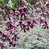 Pelargonium sidoides