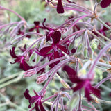 Pelargonium sidoides