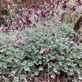 Pelargonium sidoides