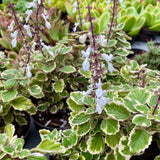 Plectranthus forsteri 'Marginatus'