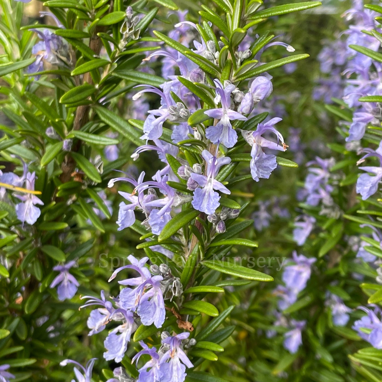 Rosemary 'Tuscan Blue'