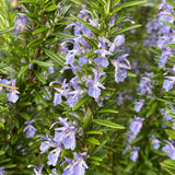 Rosemary 'Tuscan Blue'