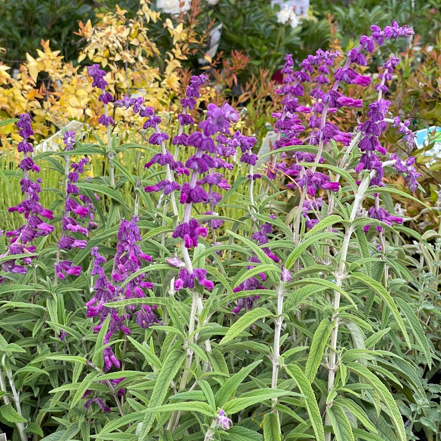 Salvia leucantha 'Harry's Red'
