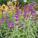 Salvia leucantha 'Harry's Red'