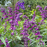 Salvia leucantha 'Harry's Red'