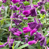 Salvia leucantha 'Harry's Red'