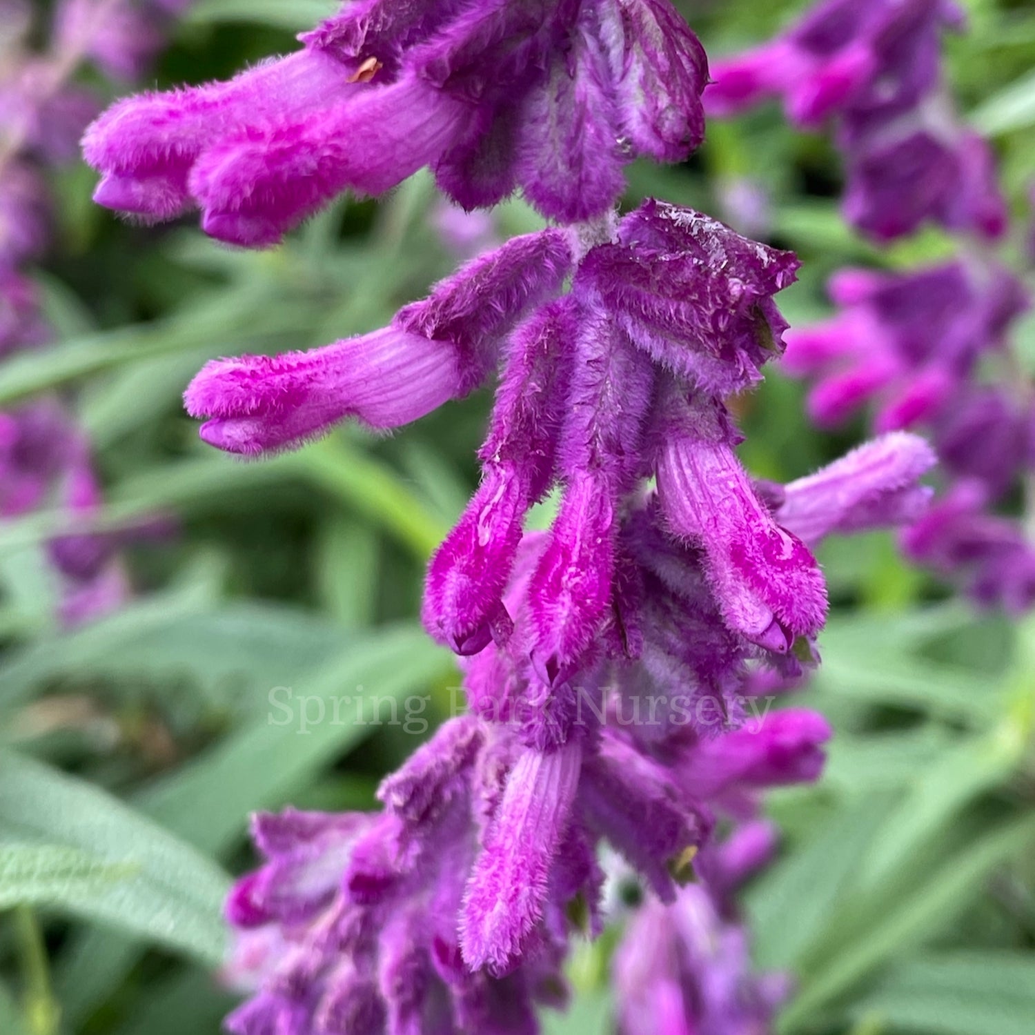 Salvia leucantha 'Harry's Red'