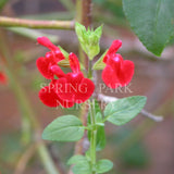Salvia 'Huntington Red'