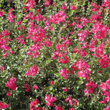 Salvia microphylla 'Margaret Arnold'