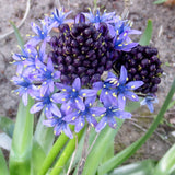 Scilla peruviana