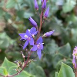 Veronica perfoliata