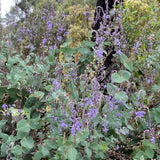 Veronica perfoliata