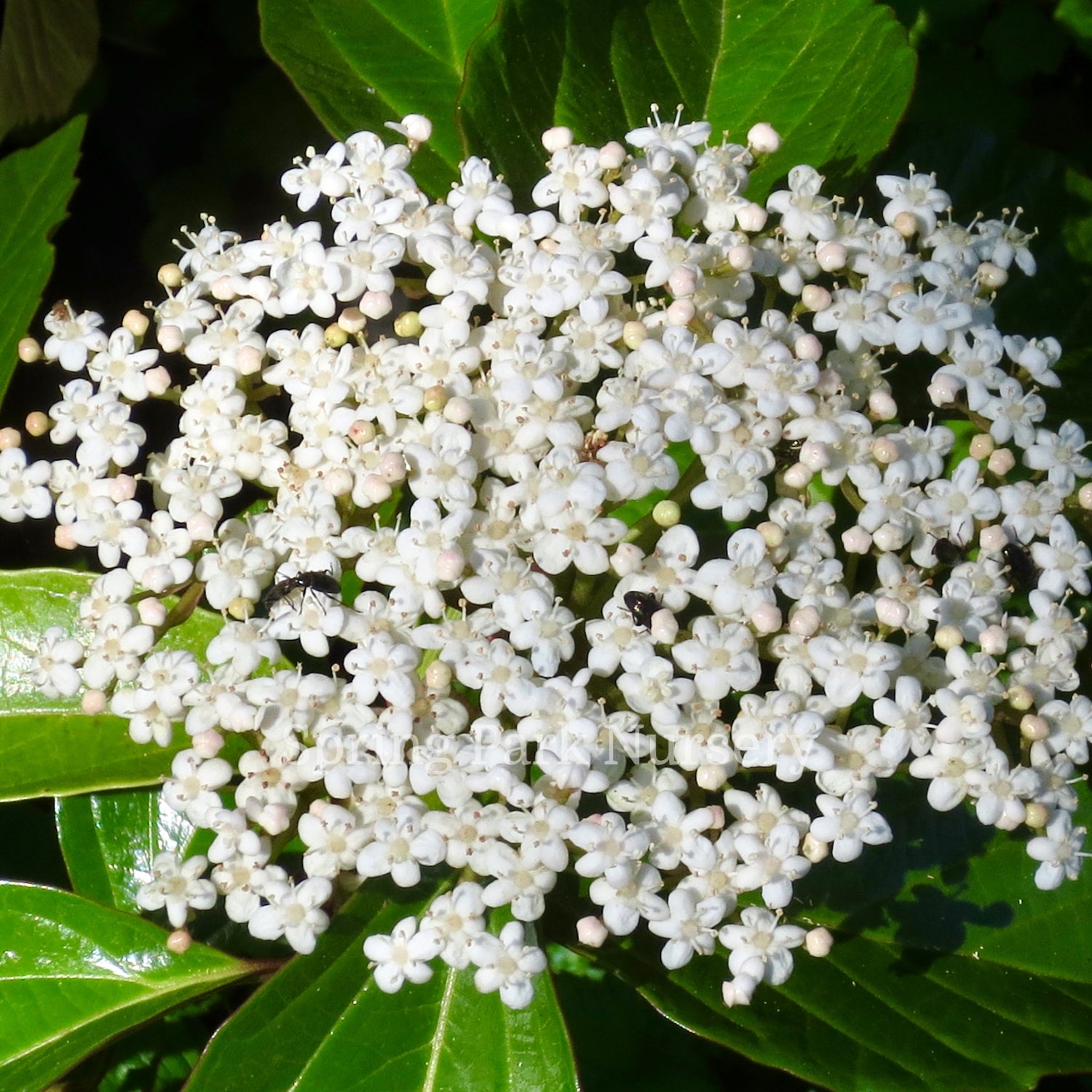 Viburnum japonicum