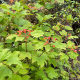 Viburnum opulus 'Aureum'