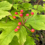 Viburnum opulus 'Aureum'