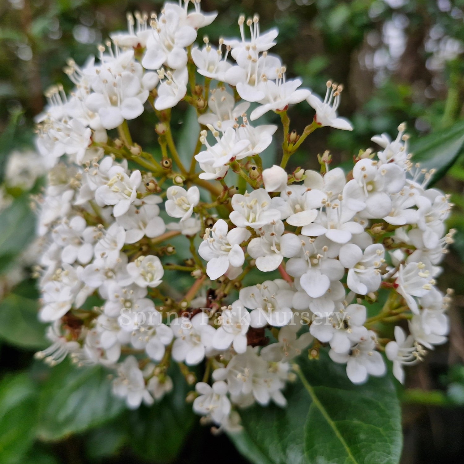 Viburnum tinus 'Lucidum'