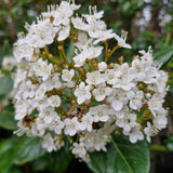 Viburnum tinus 'Lucidum'
