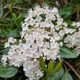 Viburnum tinus 'Lucidum'